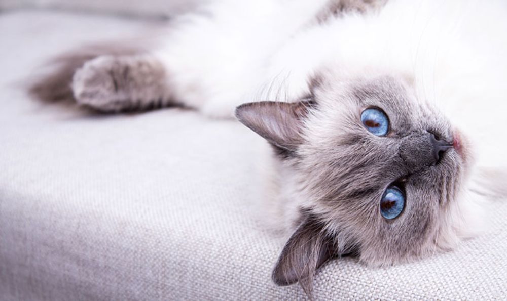 Cat with HCM