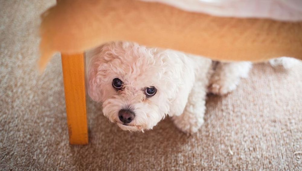 Bichon Frise dog hiding under a table
