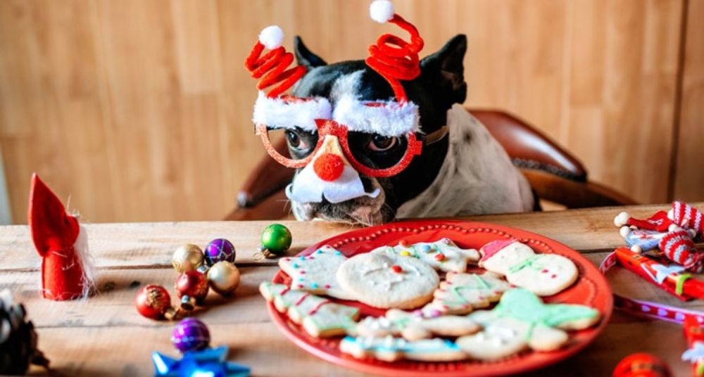 A dog dressed up for a Christmas party with a plate of biscuits