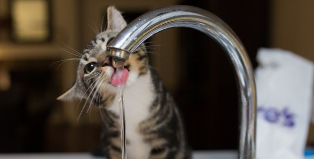 What happens if you overfeed a kitten online
