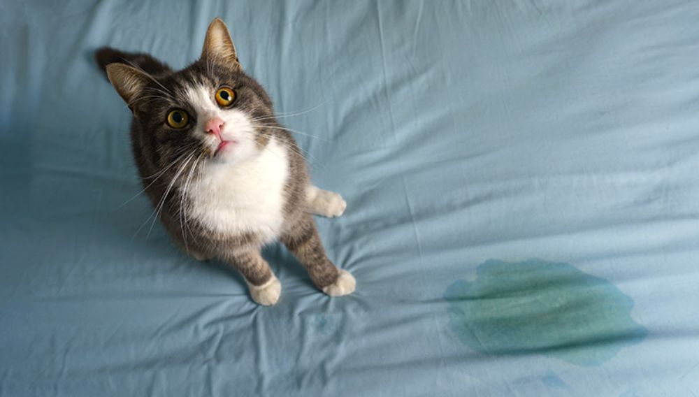 A grey and white cat looking guilty