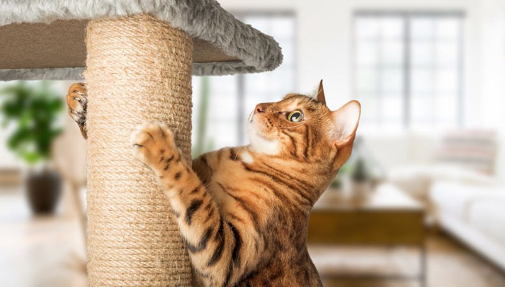 Cat scratching things 2025