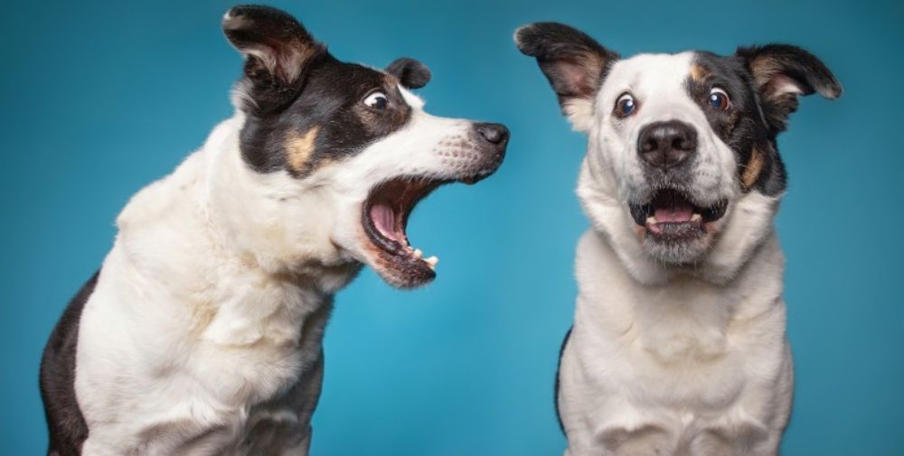 Deter dog barking top