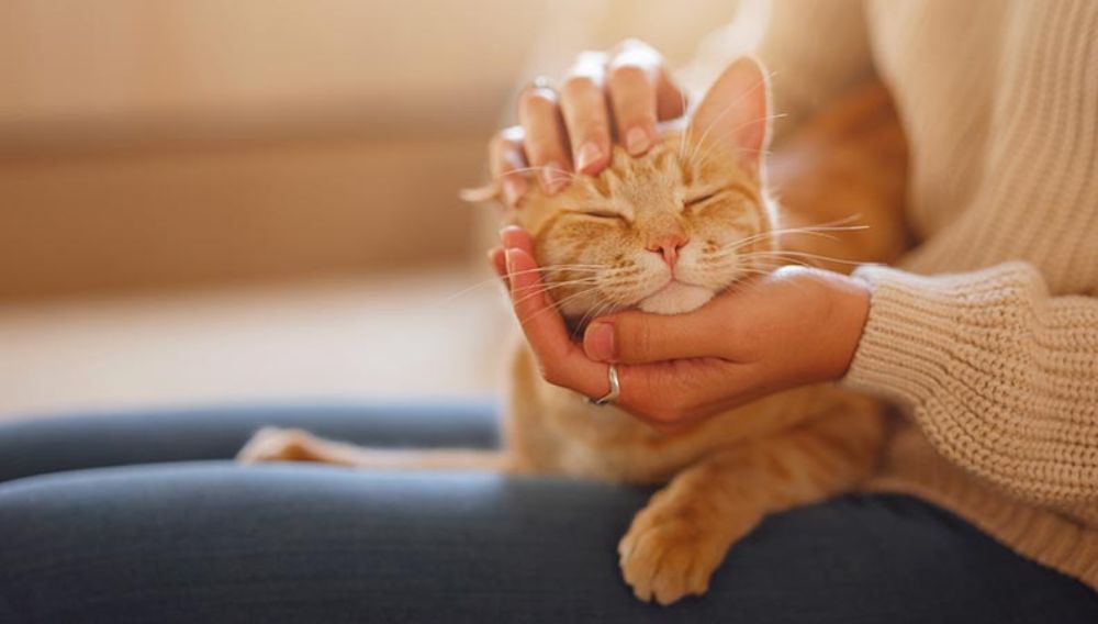 Ginger cat laying on its owner's lap having a fuss