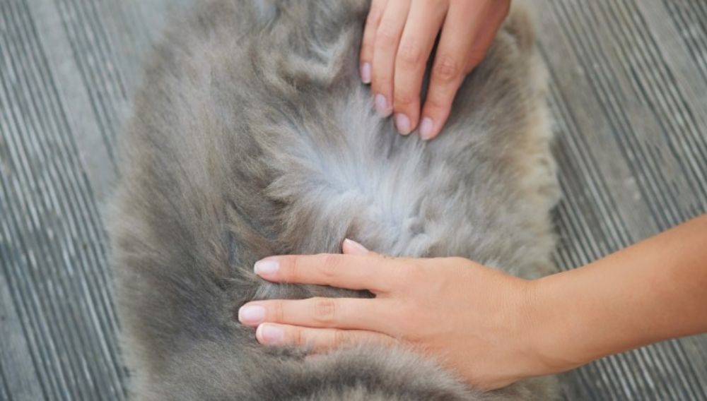 Flea diseases in cats store