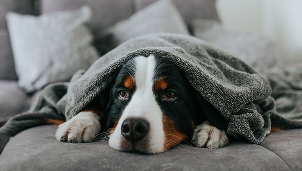 Sick dog lying on a sofa under a grey blanket