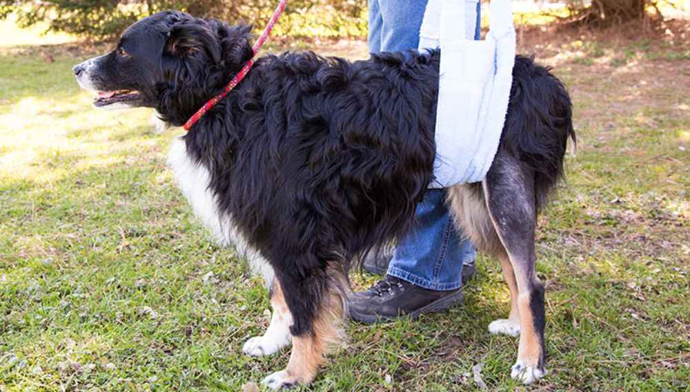 A dog limping