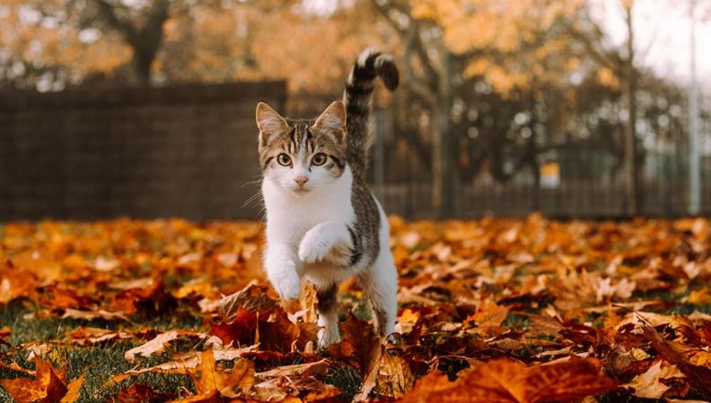 A cat running on autumn leaves