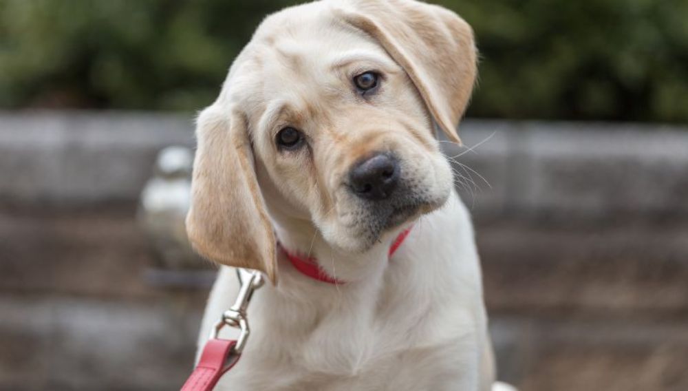 What breeds of dogs are prone to store deafness