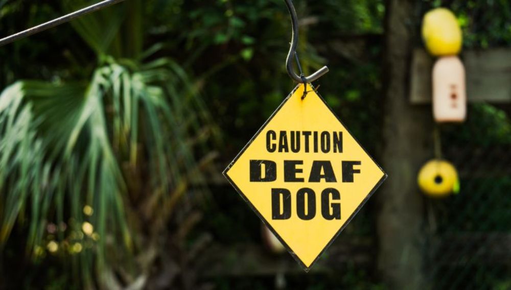 Living With a Deaf Dog Everypaw