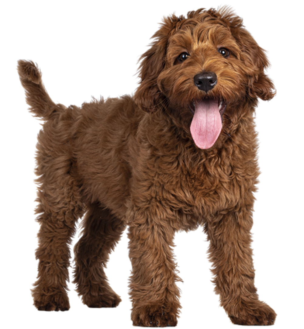 Doodle Day Labradoodle