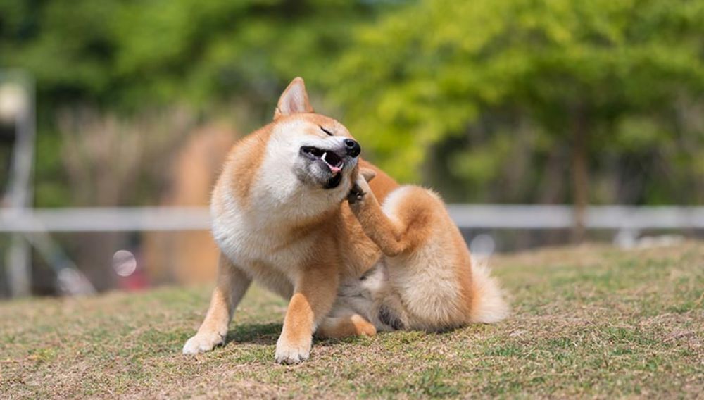 A dog in a field scratching it's ear