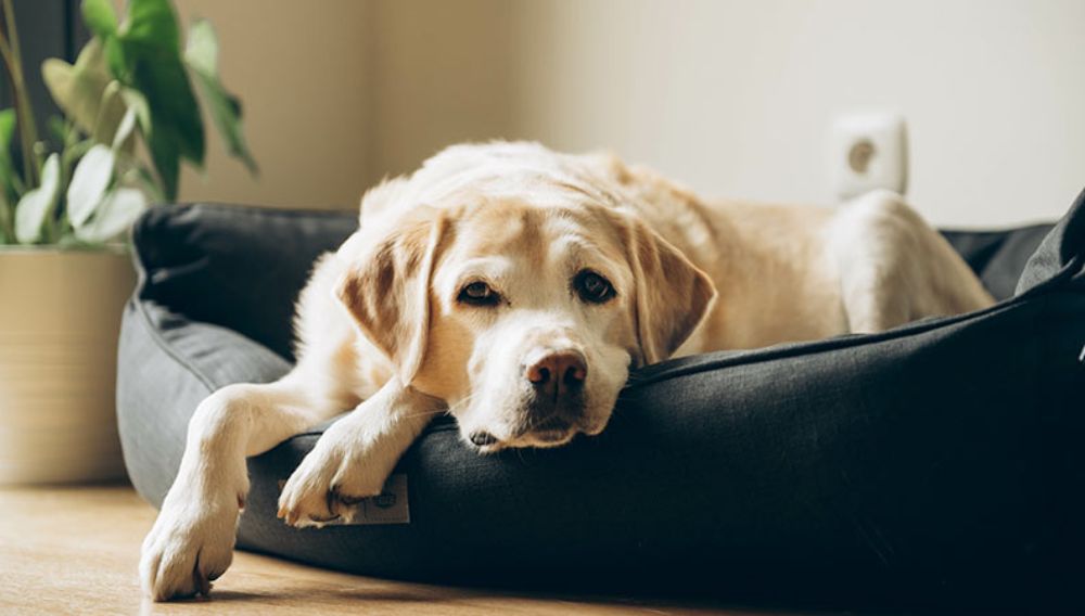 Tired dog lying in his bed looking out