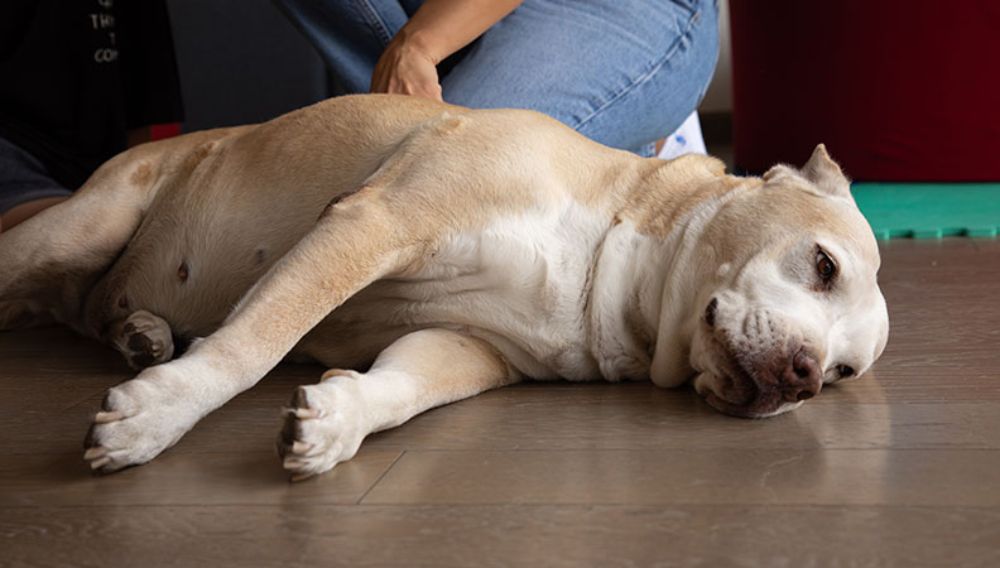 Old mixed breed dog laying on the floor