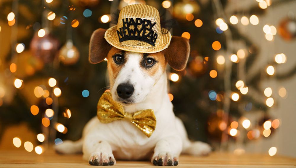 Dog friendly new years shop eve breaks