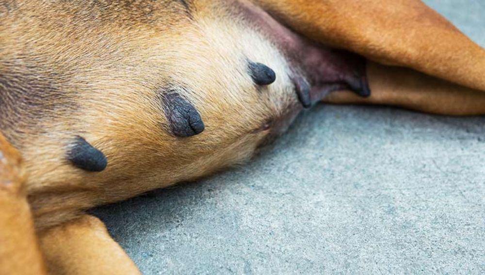 A dog laying down with swollen nipples