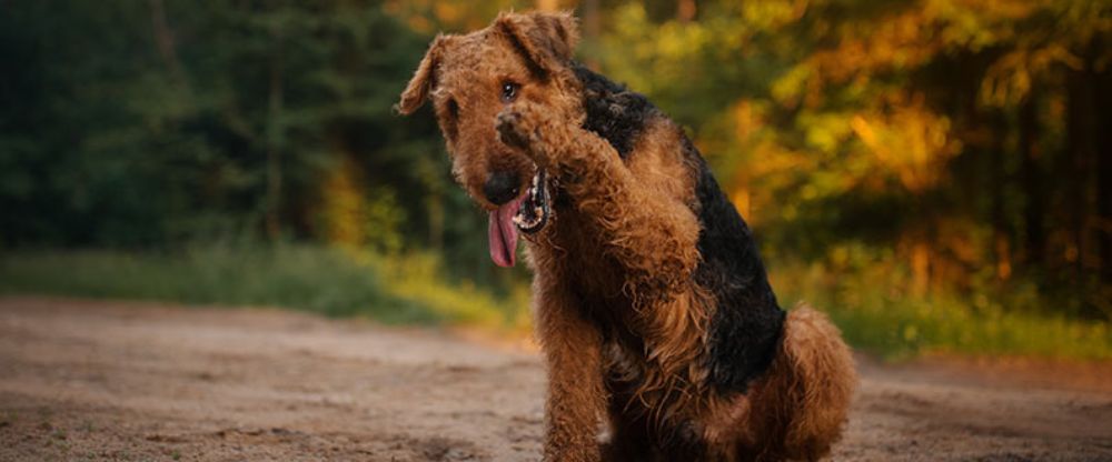 An Airedale Terrier, the 10th most popular dog breed on TikTok
