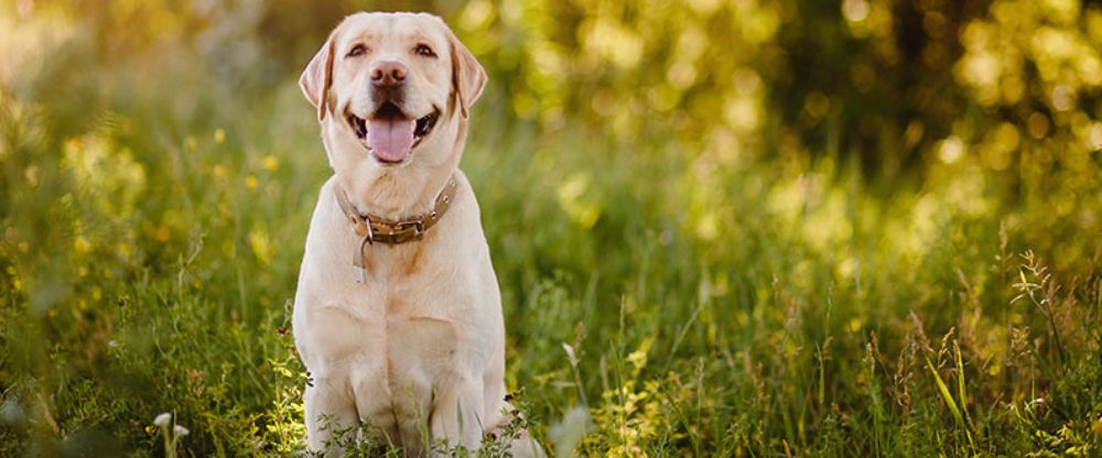 A Labrador, the 3rd most popular dog breed on TikTok