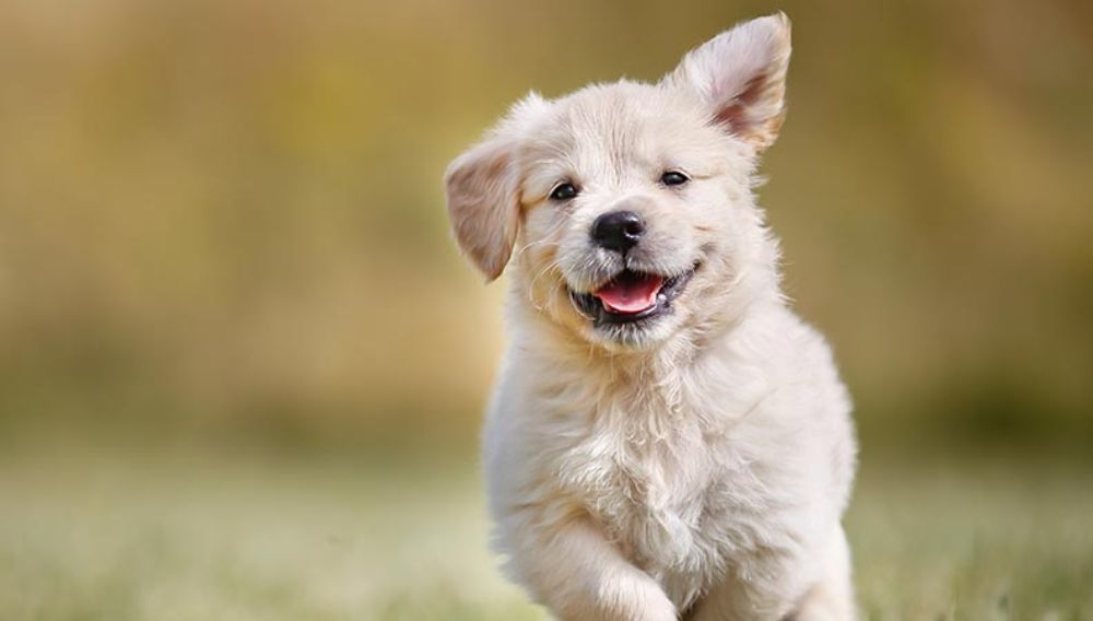 3 month clearance old puppy
