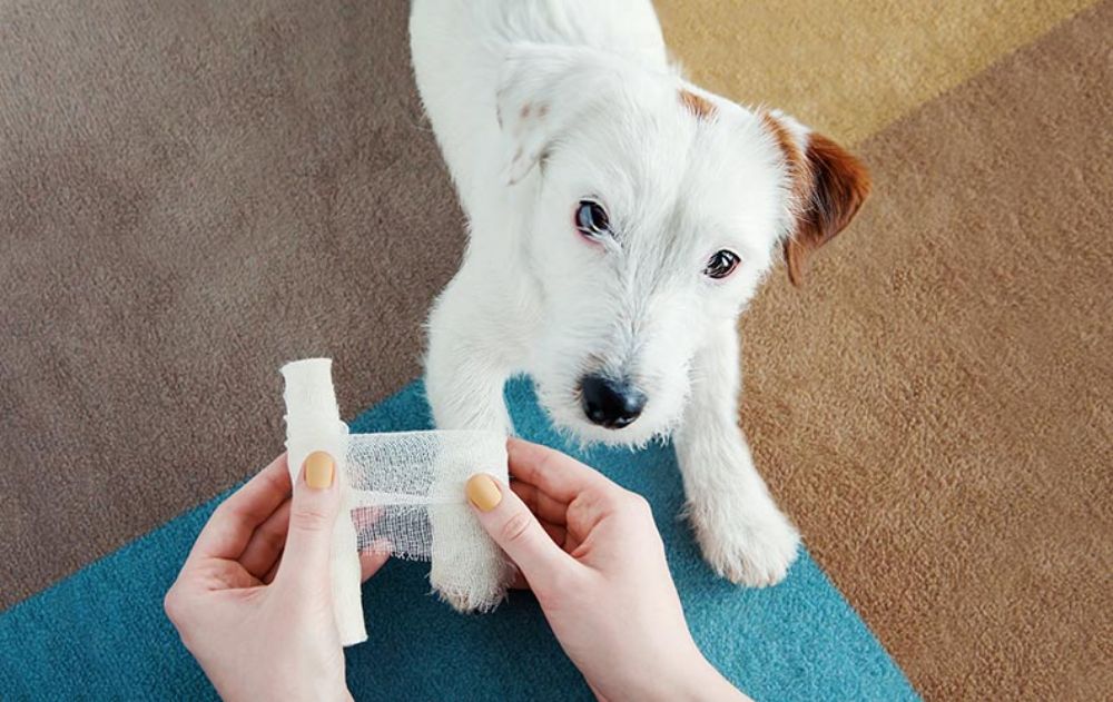 Puppy with an injury