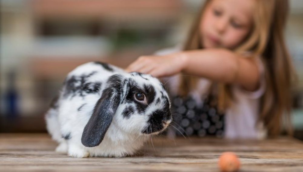 Calm rabbit behaviour being gently stroked by a child