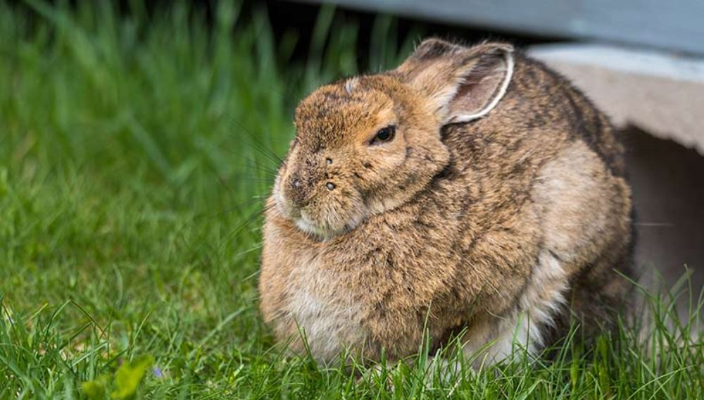 An old senior rabbit sat in the garden