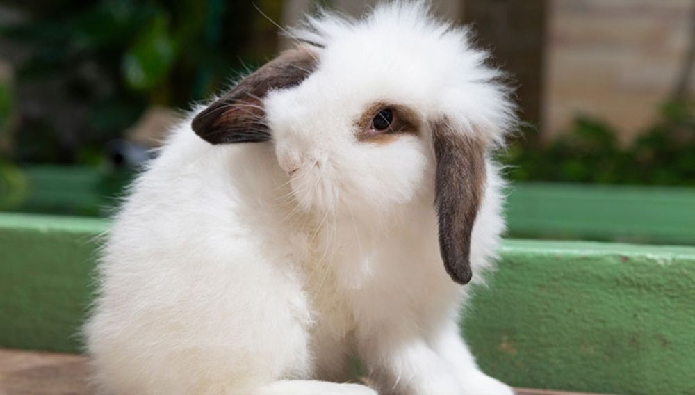 Ear Infections in Rabbits