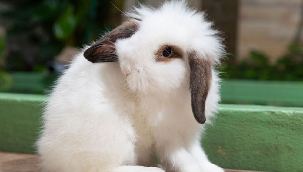 Rabbit head tilting ear infection