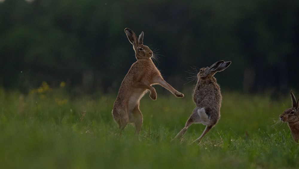 Two rabbits fighting on a field