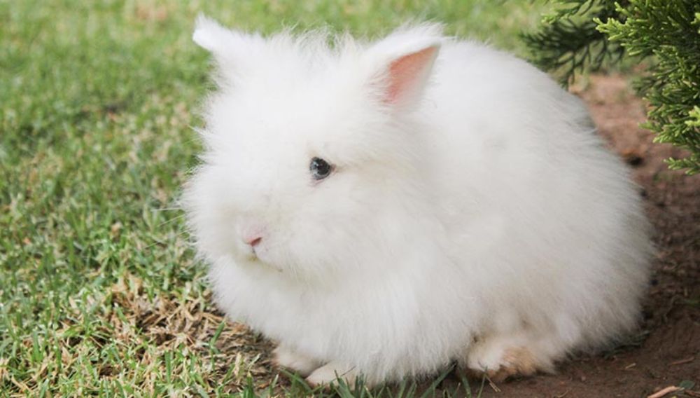 Rabbit gastric stasis