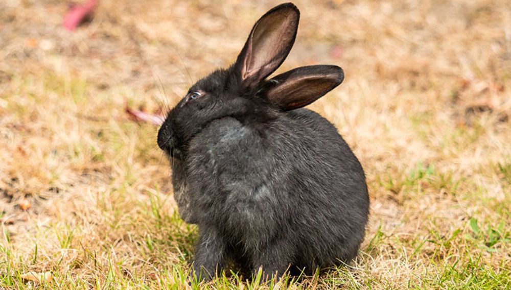 A rabbit with head tilt