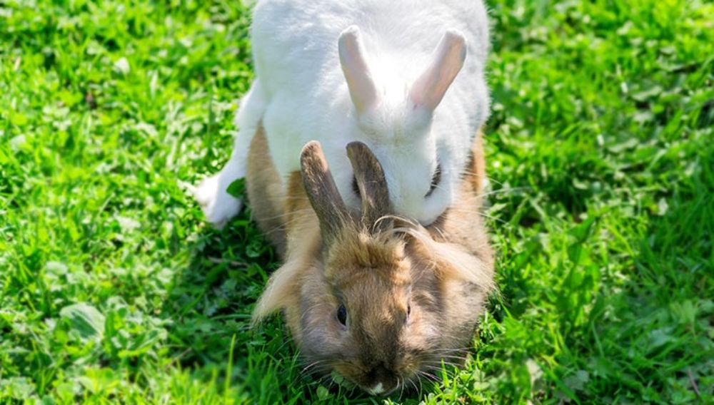 Rabbit care after neuter best sale