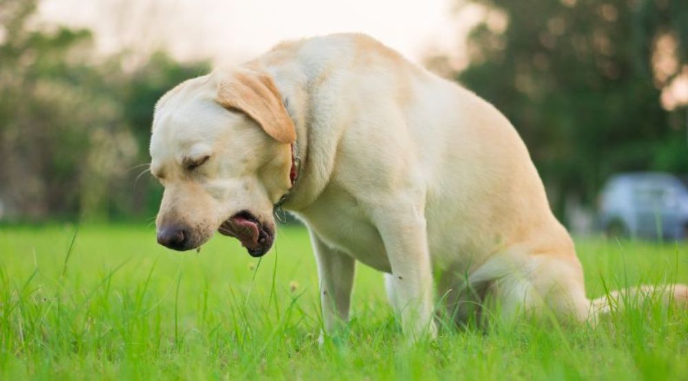 Signs Symptoms and Treatment of Kennel Cough Everypaw