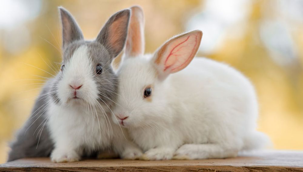 Rabbit Snuffles: Understanding, Managing, and Preventing this Respiratory Condition - Mnepo Pets
