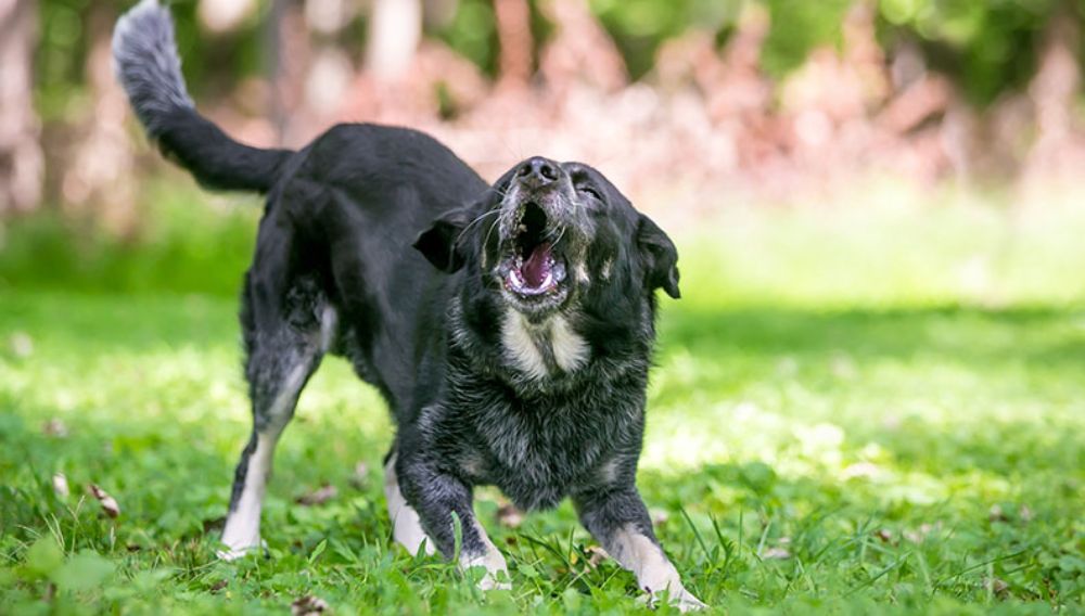 Dog barking in a field