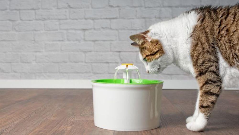 Cat drinking from a pet friendly water fountain blog image