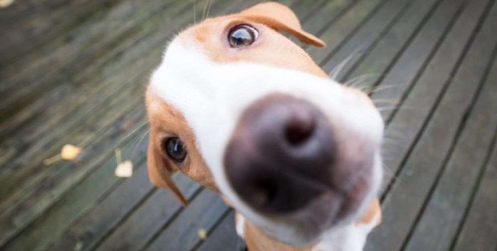 Cute dog with big nose