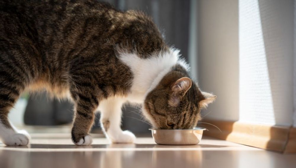 A cat eating from a food bowl