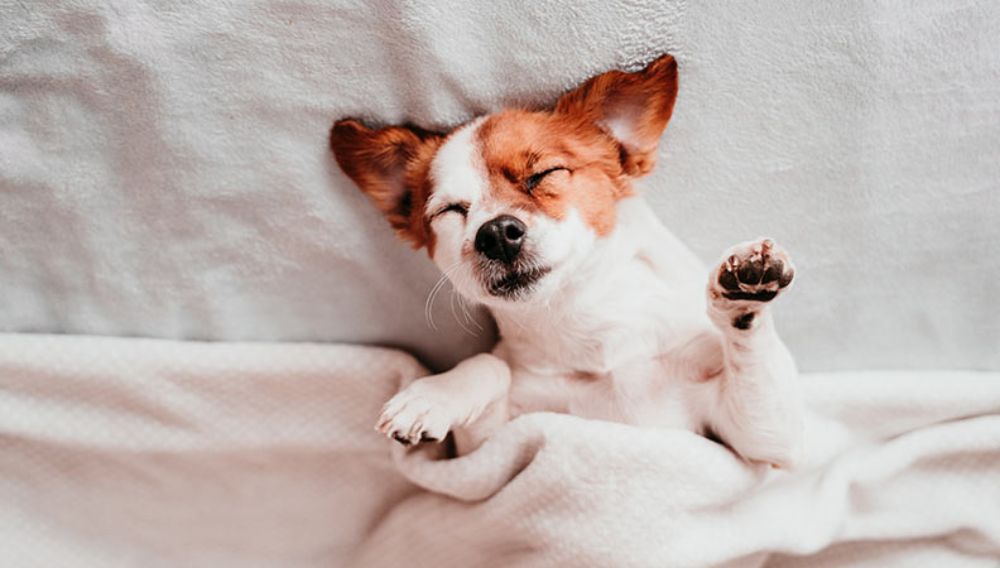 Dog snoring