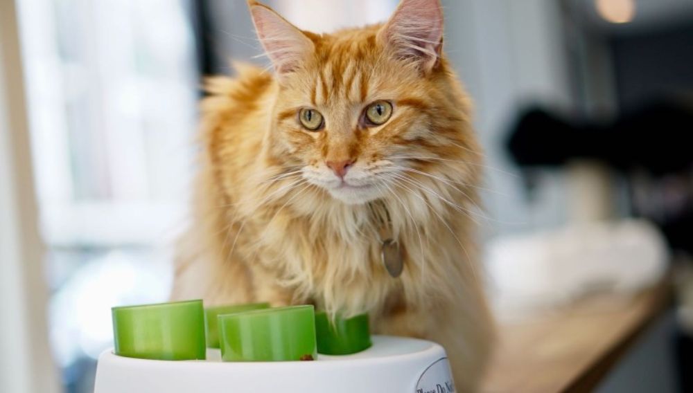 A Ginger cat at Lady Dinah’s Cat Emporium