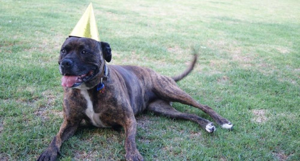 A happy dog in the park with a party hat on