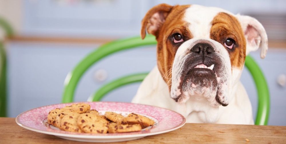Hungry Bulldog sat next to a plate of cookies