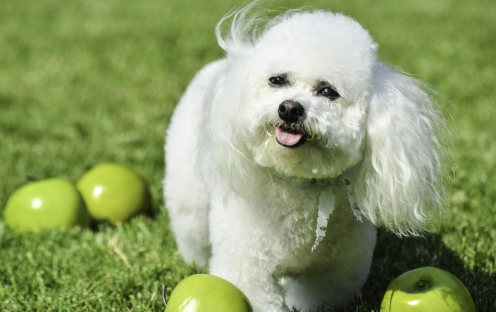 Fluffy Bichon Frise in a park surrounded by apples