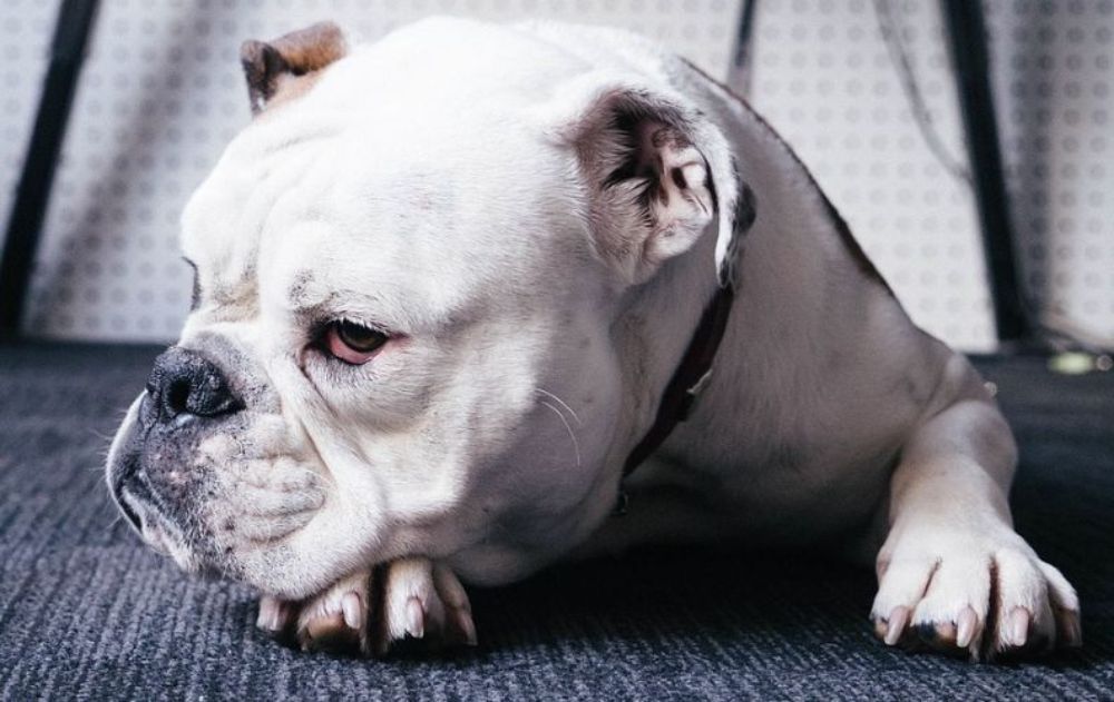 American bulldog discount apartment
