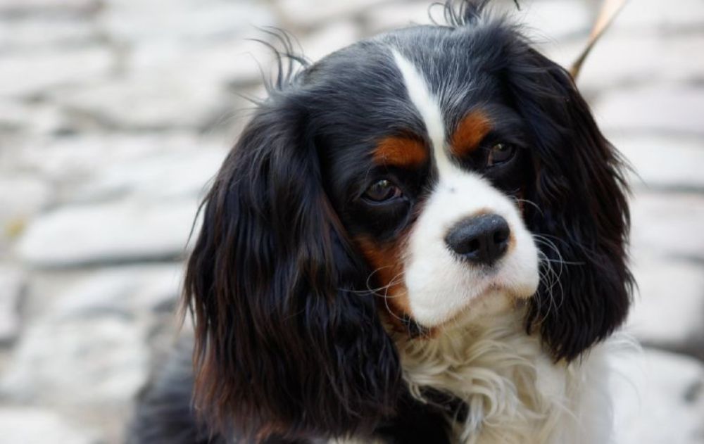 Cavalier king charles shop spaniel apartment dog