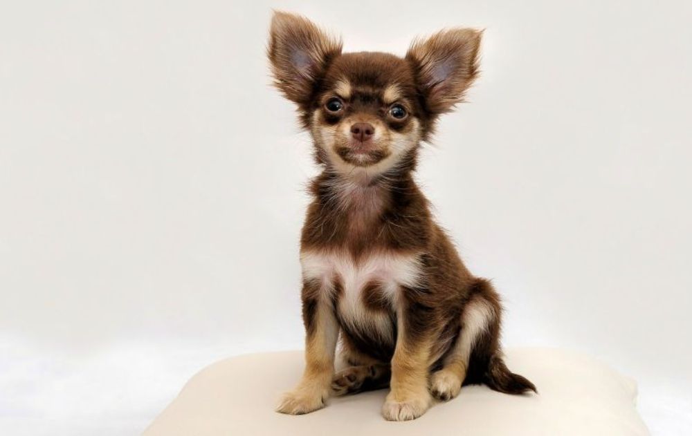 Long haired Chihuahua sitting on a pillow