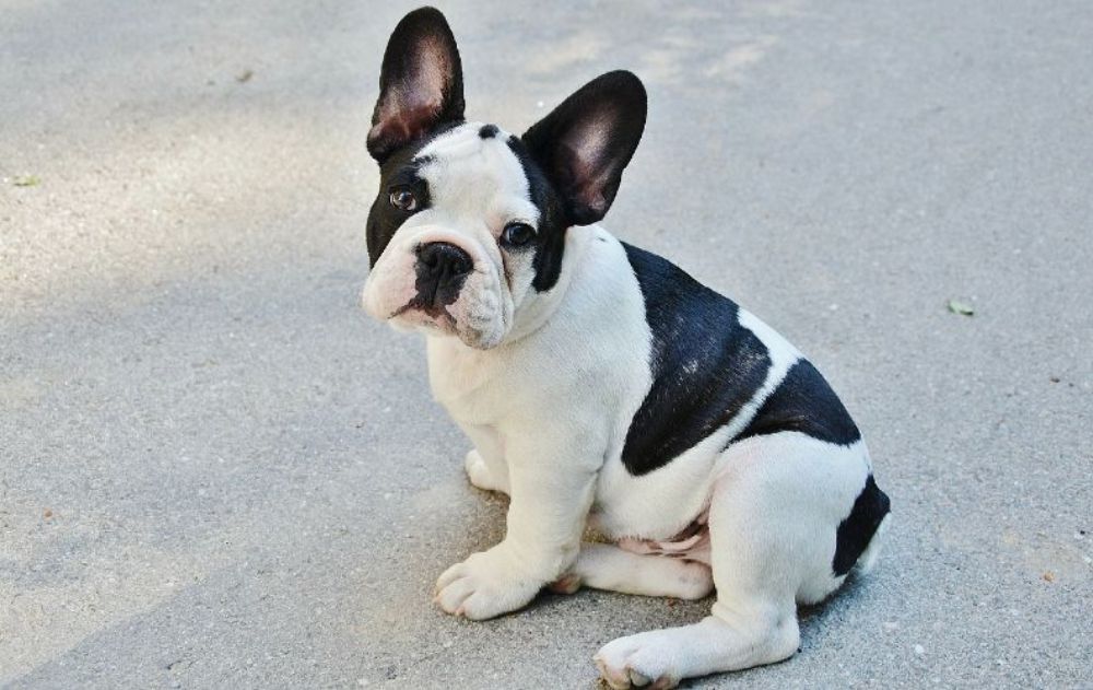 A black and white French Bulldog puppy sitting on the floor