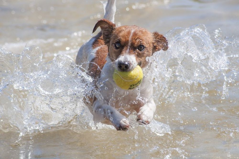 Jack Russell running in water with a ball