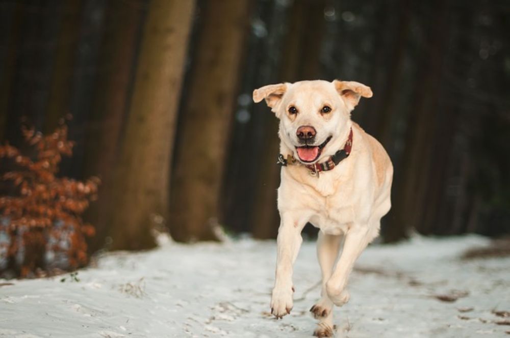 Best dog birthday gifts clearance