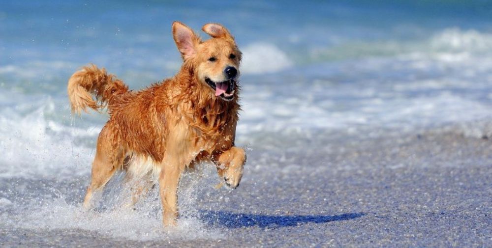 A happy dog splashing in the waves at the beach